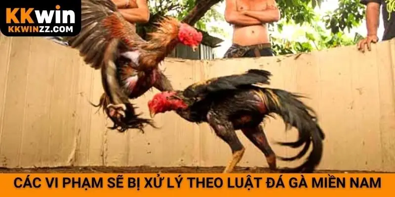 Các vi phạm sẽ bị xử lý theo luật đá gà miền Nam